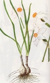 Vegetazione spontanea Narcissus poeticus